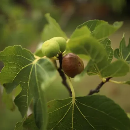 לינה וארוחת בוקר La Casa Sulla Collina פוליניו